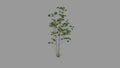 Upright Trunk Tree | 3D Printable Chinese Garden Tree Model